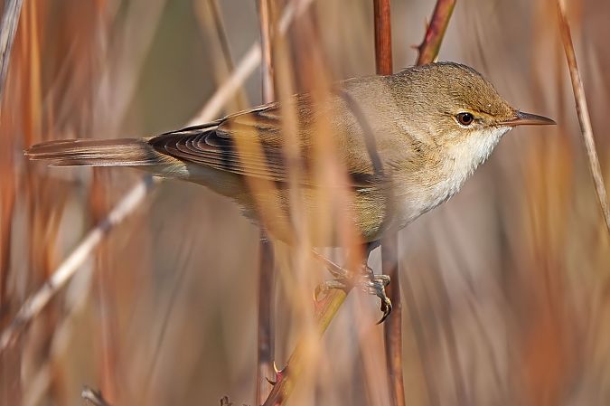 Common Reed Warbler 