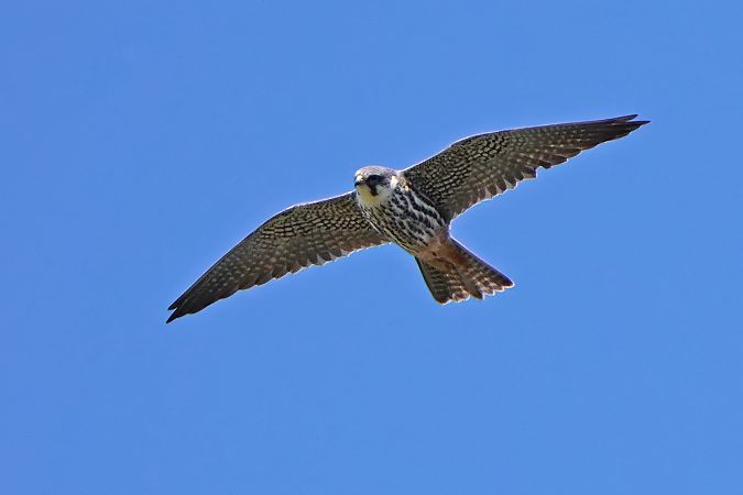 Baumfalke 