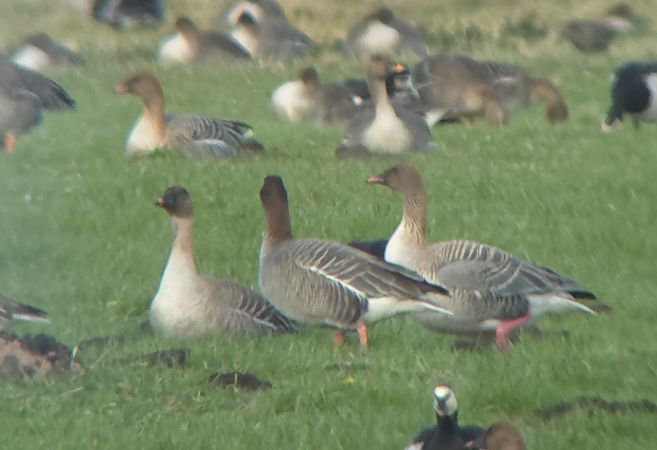 Kurzschnabelgans  - Bartosz Ziała