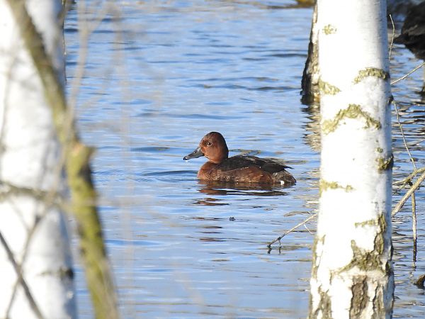 podgorzałka  - Patryk Ptak