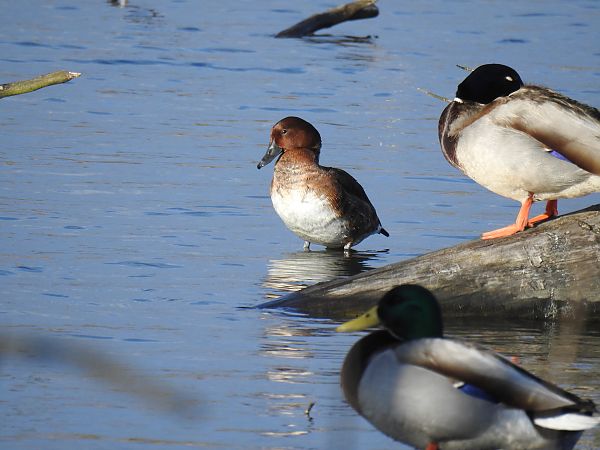 Moorente  - Patryk Ptak