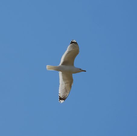 mewa białogłowa  - Marek Janas