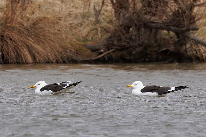 mewa żółtonoga (ssp. fuscus)  - Adam Raciborski