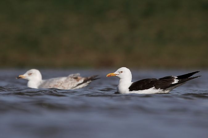 mewa żółtonoga (ssp. fuscus)  - Adam Raciborski