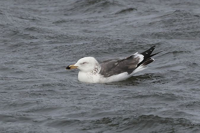 mewa żołtonoga (syberyjska, ssp. heuglini)  - Adam Raciborski