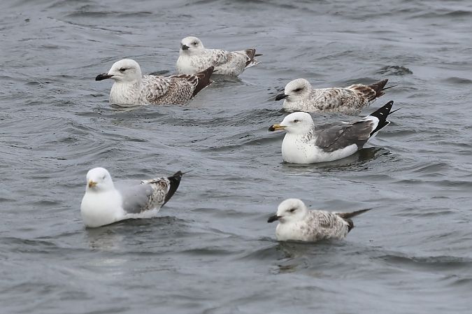 mewa żołtonoga (syberyjska, ssp. heuglini)  - Adam Raciborski