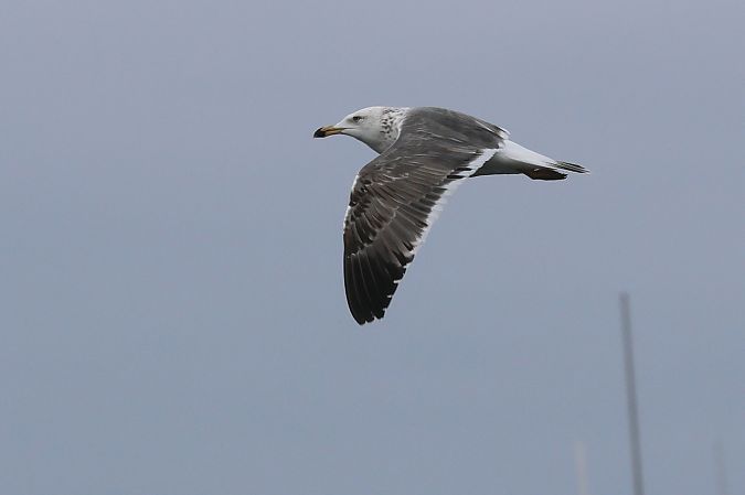 mewa żołtonoga (syberyjska, ssp. heuglini)  - Adam Raciborski