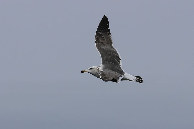 Goéland de Sibérie  - Adam Raciborski