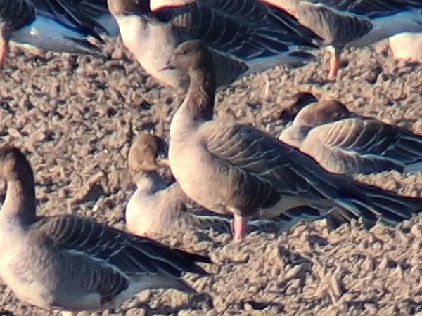 gęś krótkodzioba  - Wojciech Siuda