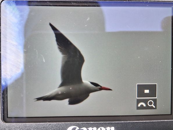 rybitwa wielkodzioba  - Wojciech Siuda