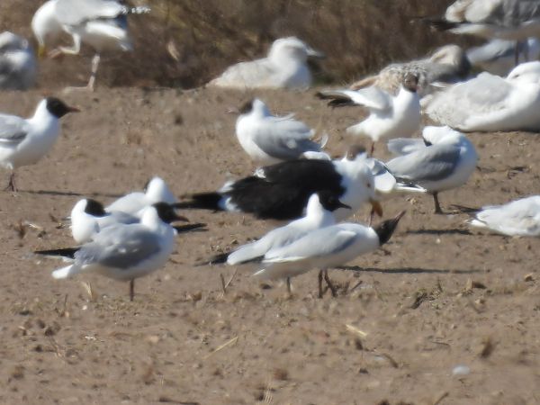 mewa żółtonoga (ssp. fuscus)  - Mateusz Mleczak