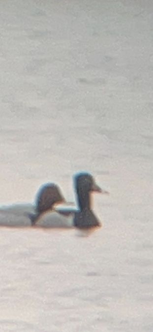 czerniczka  - Piotr Giertych