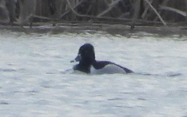 Ringschnabelente  - Piotr Giertych