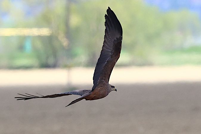 kania czarna 