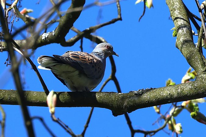 Turteltaube 