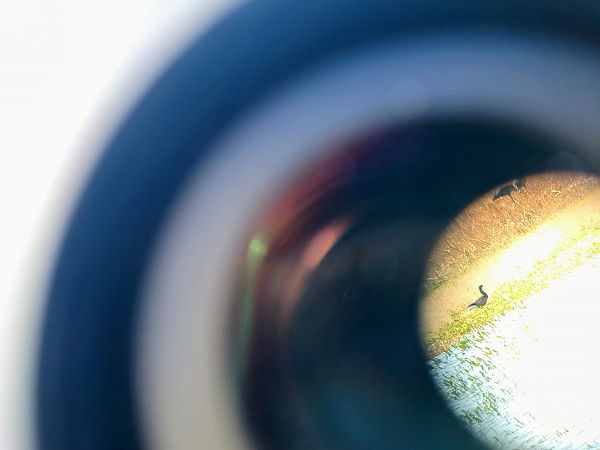 bernikla obrożna  - Krzysztof Mularski