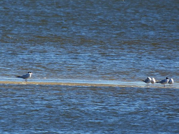 rybitwa wielkodzioba  - Marek Krawczyk