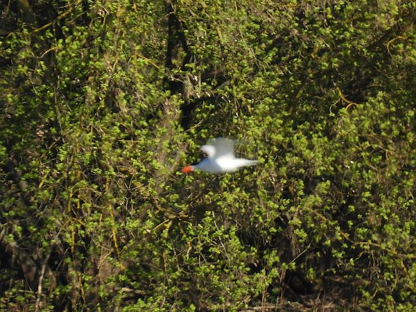 Raubseeschwalbe  - Marek Krawczyk