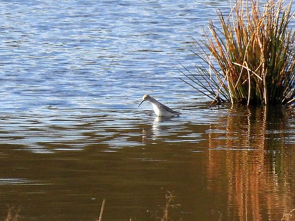 brodziec pławny  - Marek Krawczyk