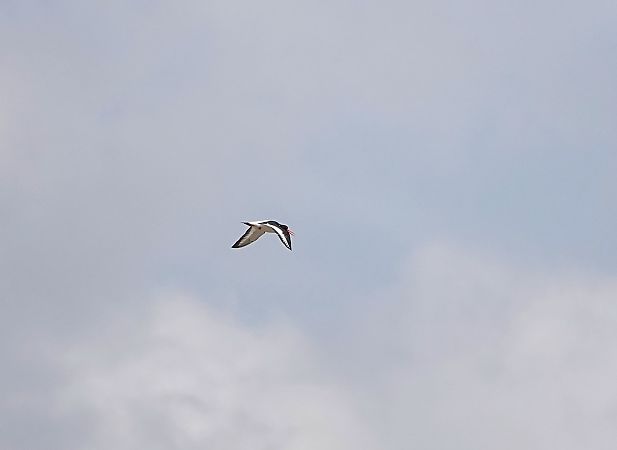 Austernfischer  - Ola Król