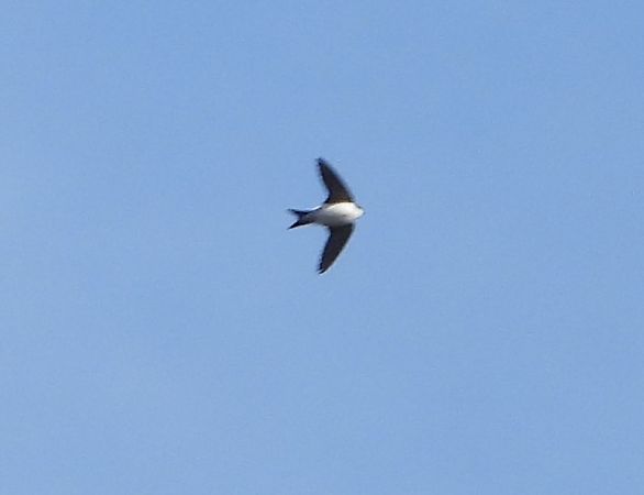 oknówka  - Wojciech Łapiński