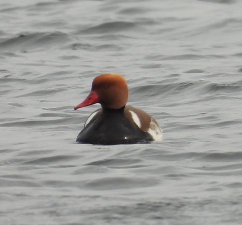 hełmiatka  - Wojciech Łapiński