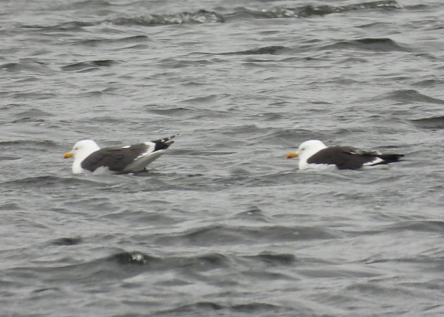 mewa żółtonoga (ssp. fuscus)  - Wojciech Łapiński
