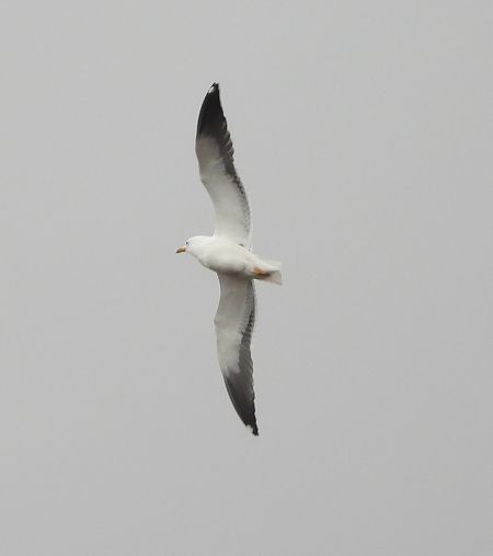 Heringsmöwe (ssp. fuscus)  - Wojciech Łapiński