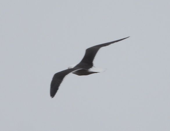 Heringsmöwe (ssp. fuscus)  - Wojciech Łapiński