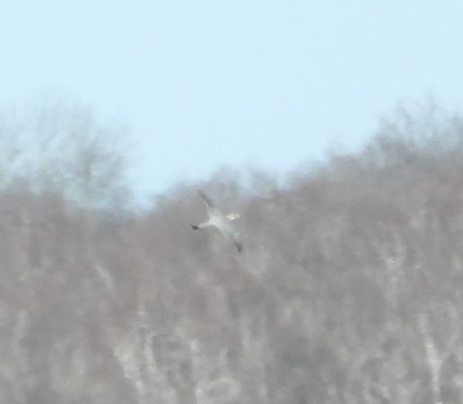 drzemlik  - Wojciech Łapiński