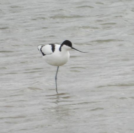 szablodziób  - Wojciech Łapiński