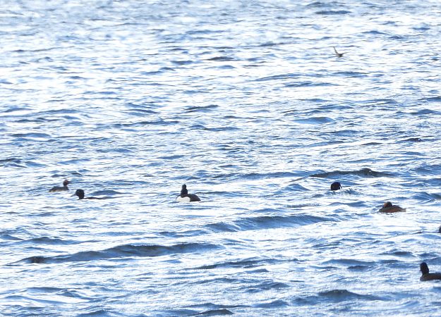 perkoz rogaty  - Wojciech Łapiński