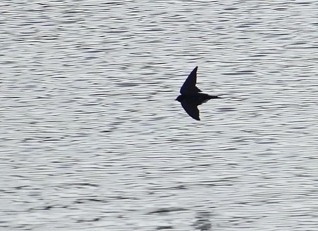 dymówka  - Andrzej Chwierut