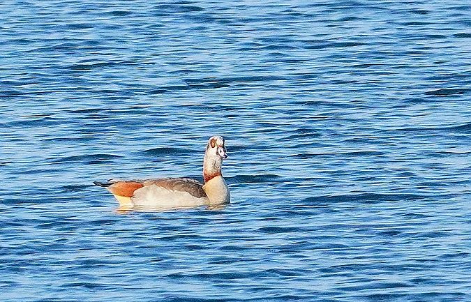 gęsiówka egipska  - Andrzej Chwierut