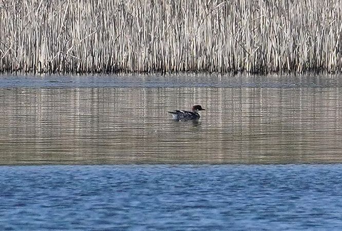 bielaczek  - Andrzej Chwierut
