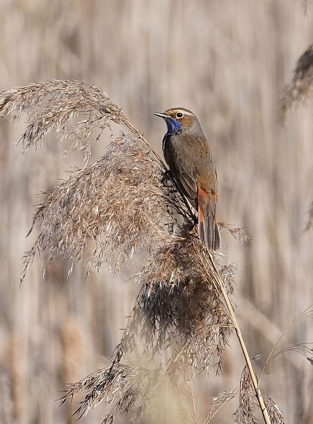 podróżniczek  - Andrzej Chwierut