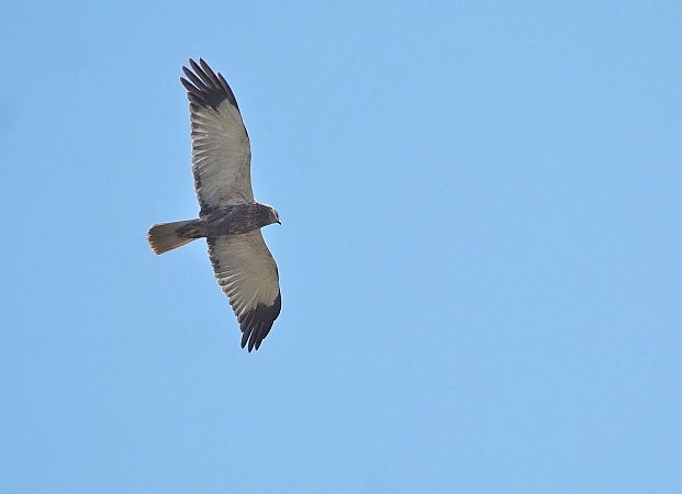 błotniak stawowy  - Andrzej Chwierut