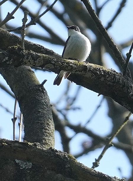 muchołówka żałobna 