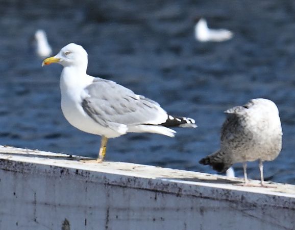 mewa romańska  - Artur Andrzejewski