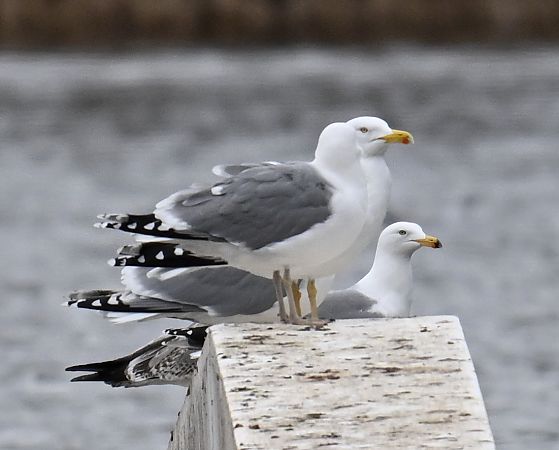 Mittelmeermöwe  - Artur Andrzejewski