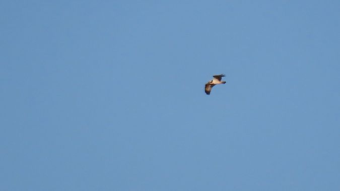 rybołów  - Marcin Galus