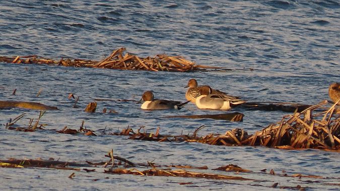 rożeniec  - Marcin Galus
