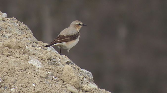 białorzytka  - Marcin Galus