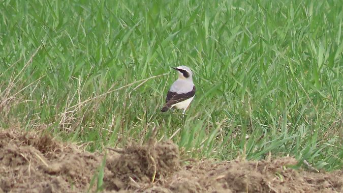 Steinschmätzer  - Marcin Galus