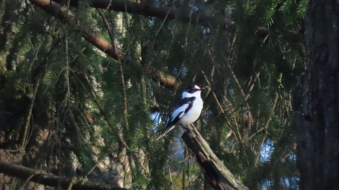 muchołówka białoszyja  - Marcin Galus