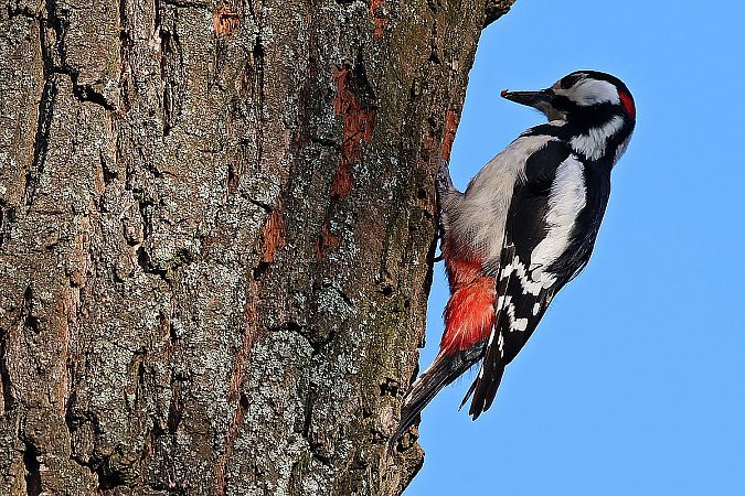 Buntspecht  - Krzysztof Czajowski