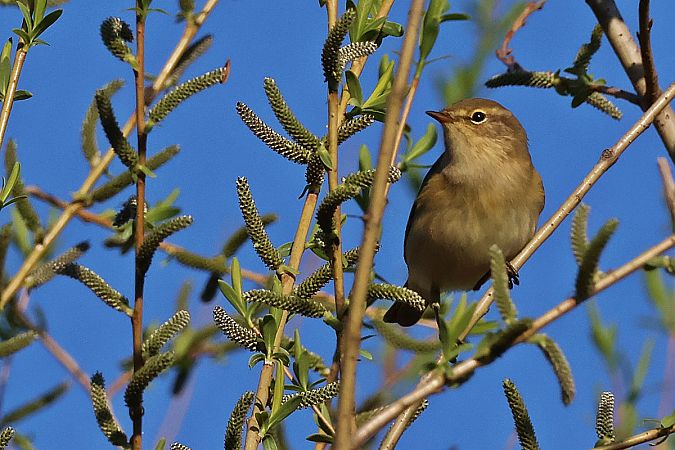 pierwiosnek  - Krzysztof Czajowski