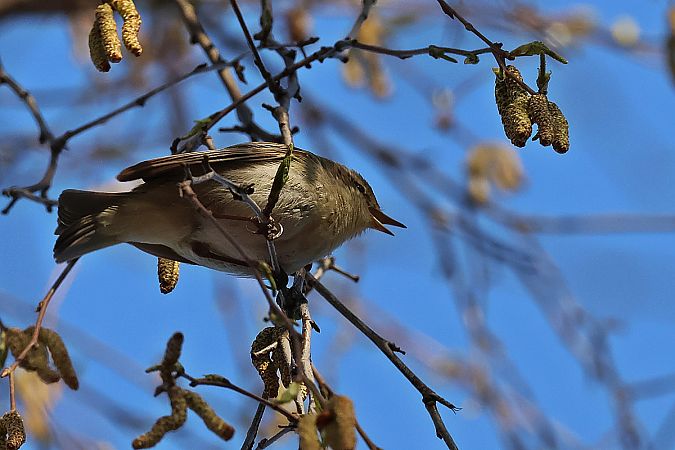 Zilpzalp  - Krzysztof Czajowski