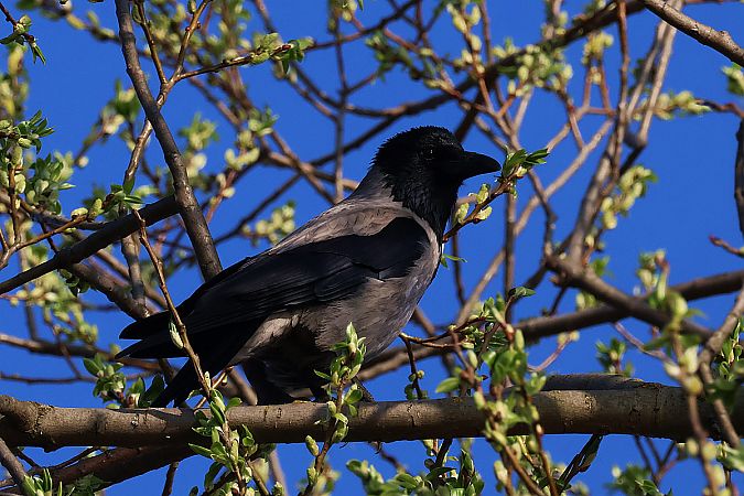 wrona (siwa, ssp. cornix)  - Krzysztof Czajowski
