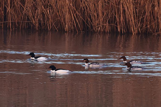 nurogęś  - Krzysztof Czajowski